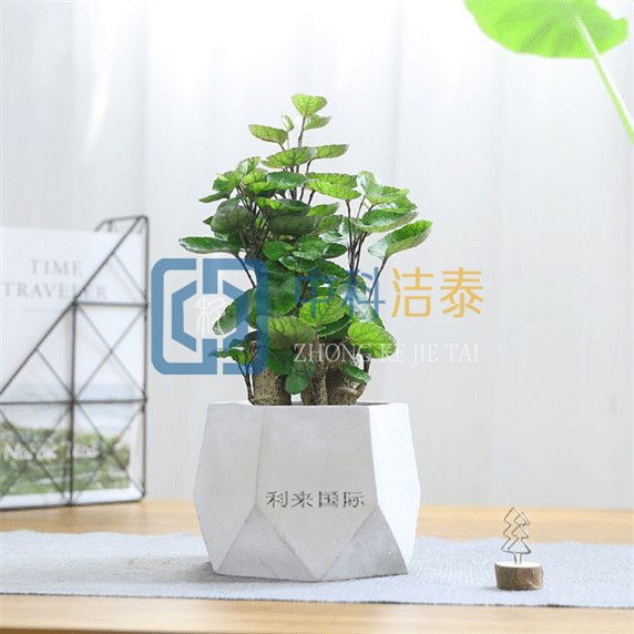 哪些植物吸甲醛效果好,什么植物吸甲醛好